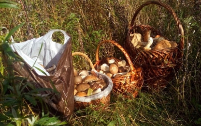 Сбор грибов в национальном парке "Угра"